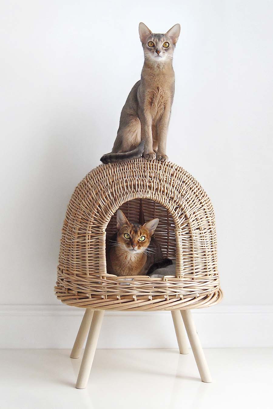 Cat House Pony-UFOny