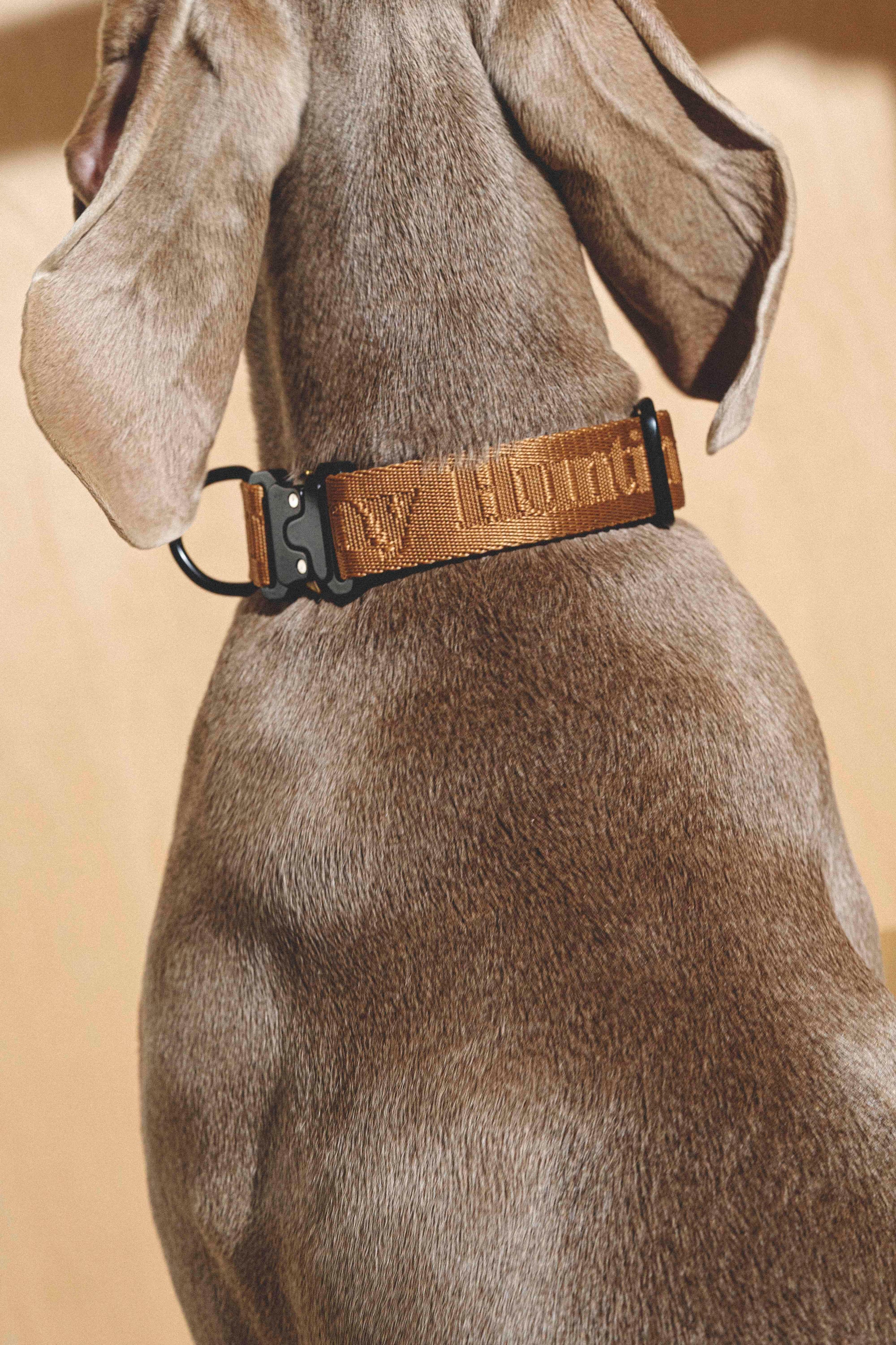 Collar “Pony-Companiony” Ginger
