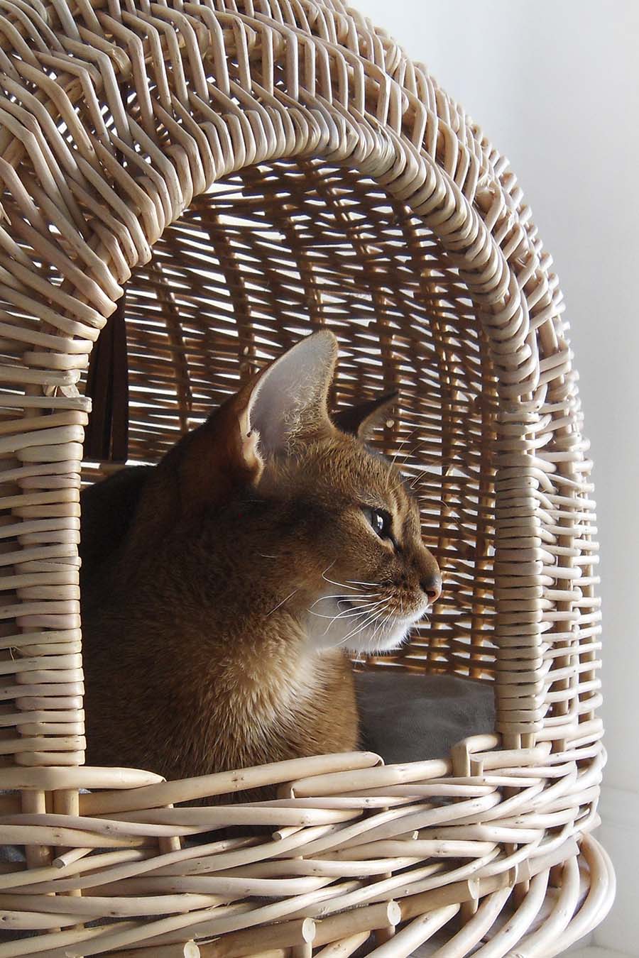 Cat House Pony-UFOny