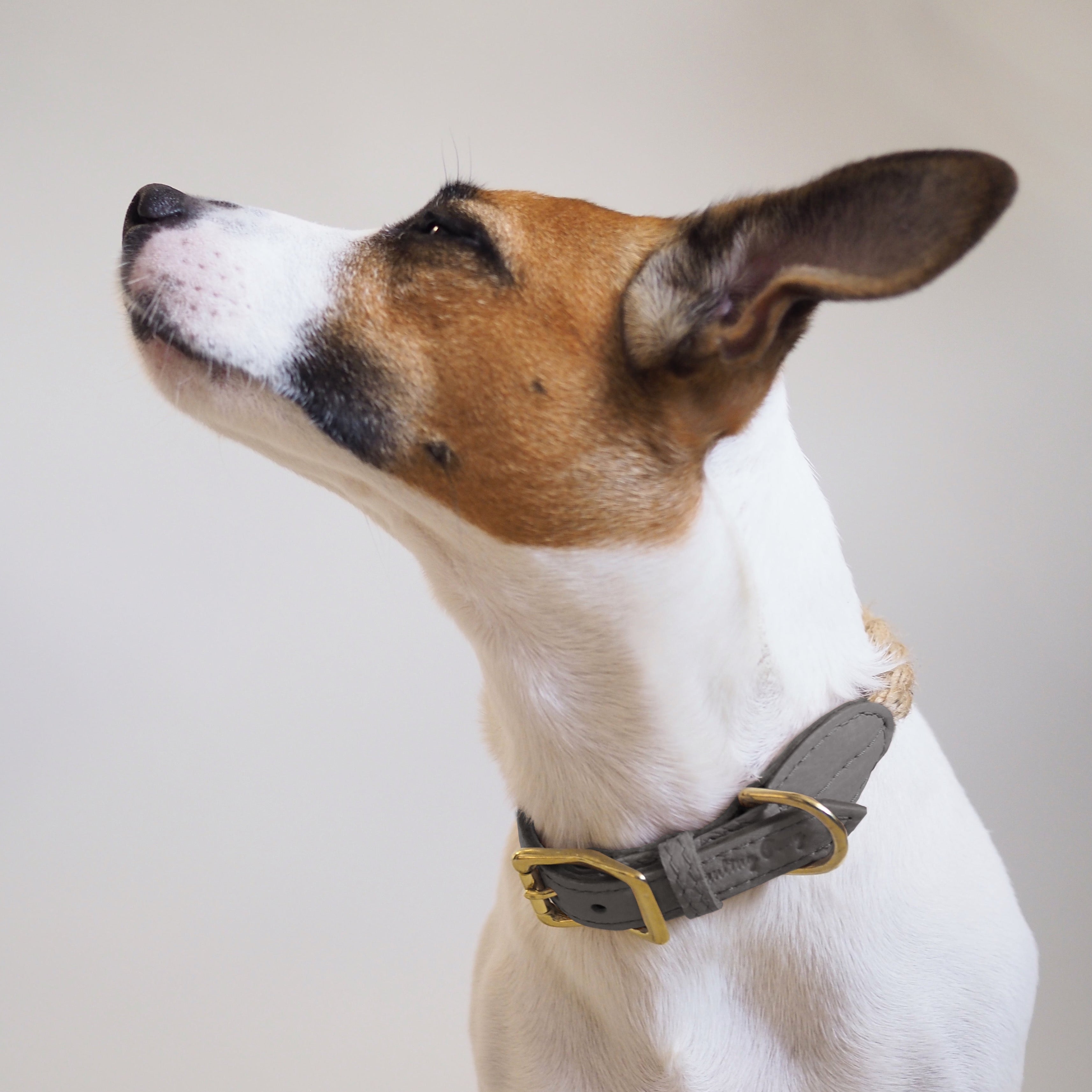 Dog collar country Pony Graphite