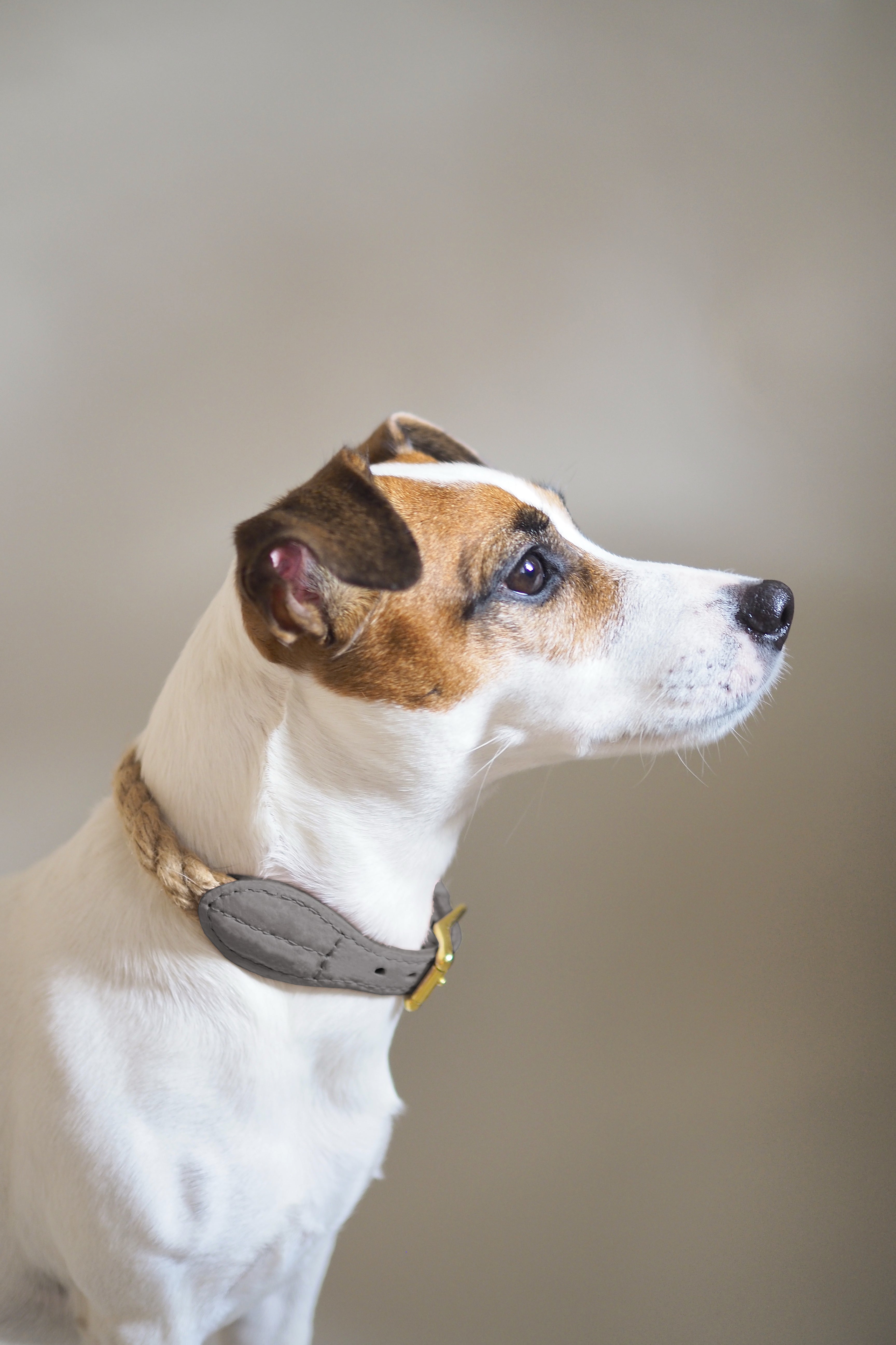 Dog collar country Pony Graphite