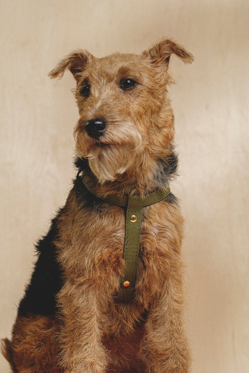 Leather harness "The eight" Green