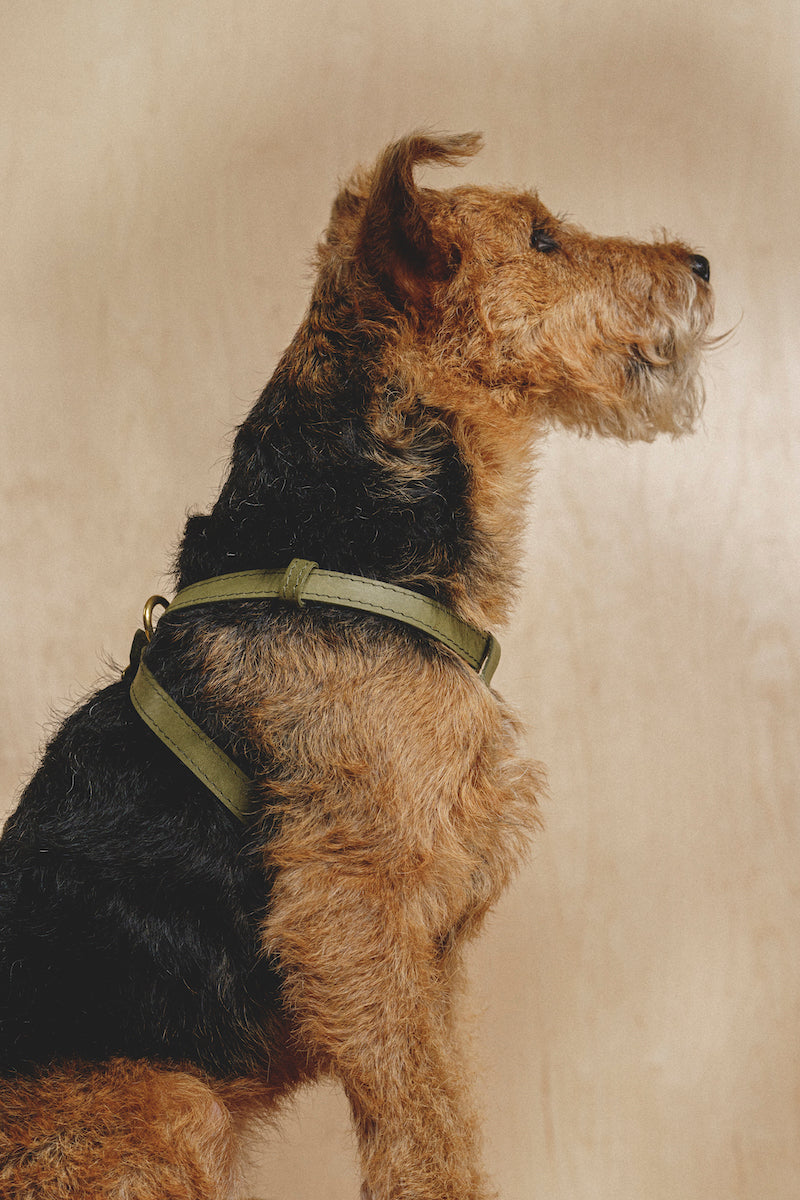 Leather harness "The eight" Green