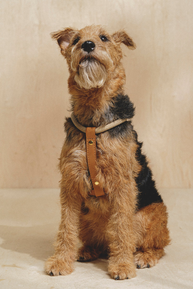 Dog Harness Pony Makarony Ginger, light rope