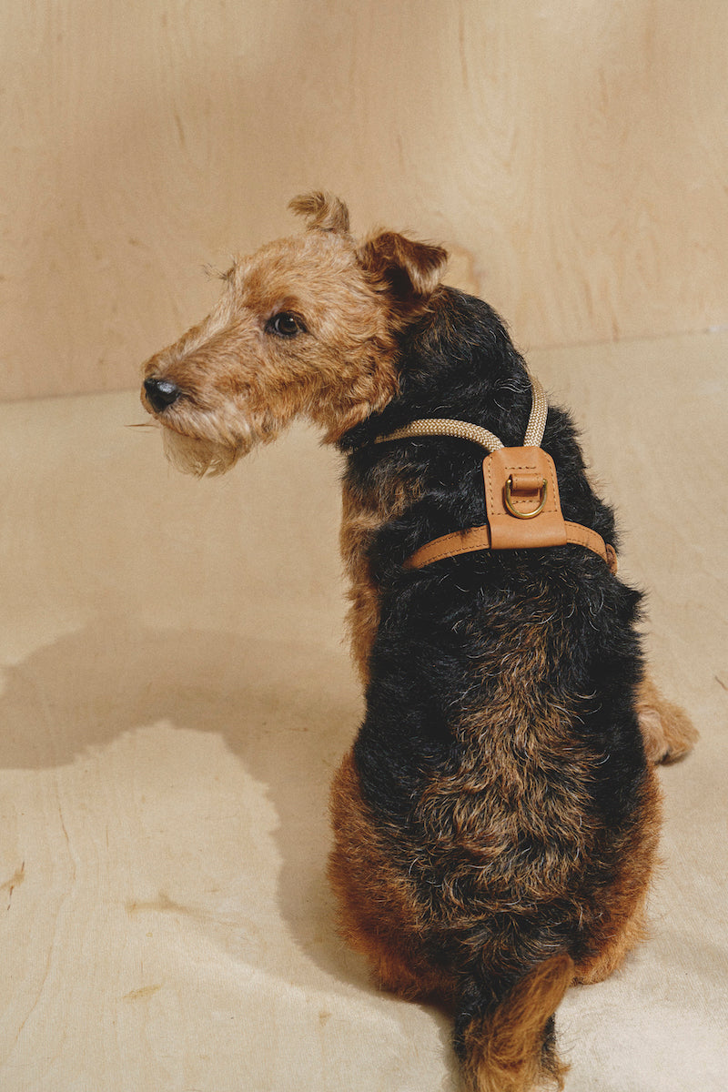 Dog Harness Pony Makarony Ginger, light rope