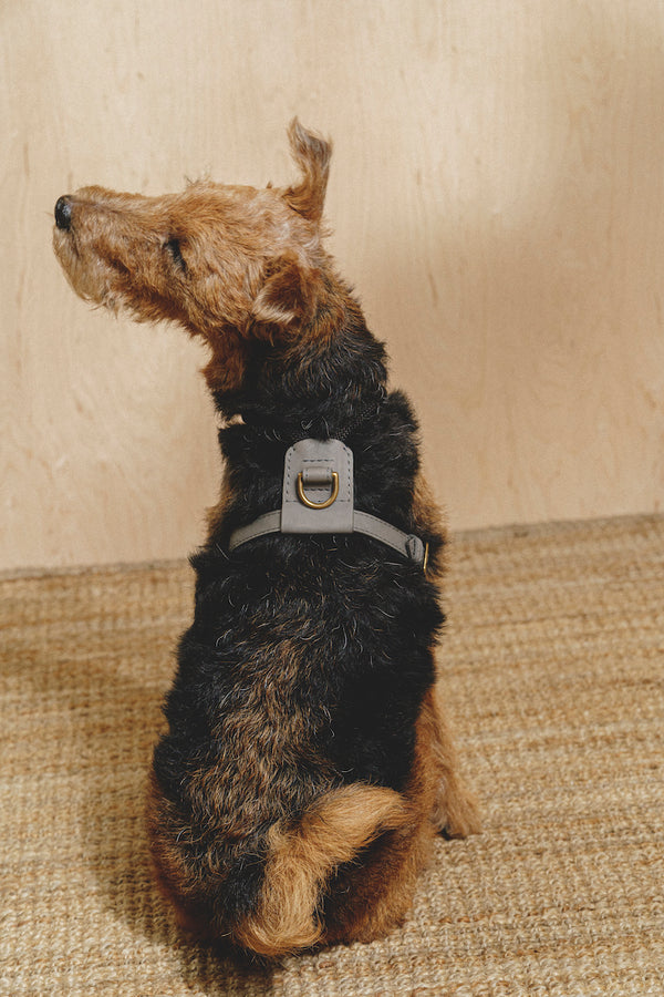 Dog Harness Pony Makarony Graphite