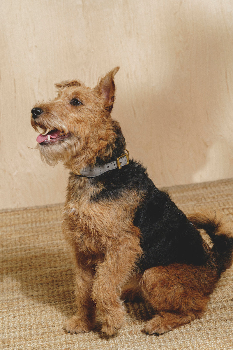 Dog collar country Pony Graphite