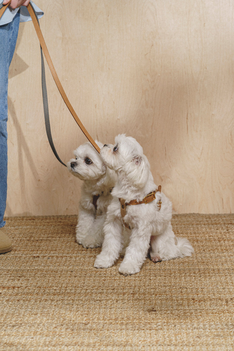 Leash Pony-Walkony ginger+beige