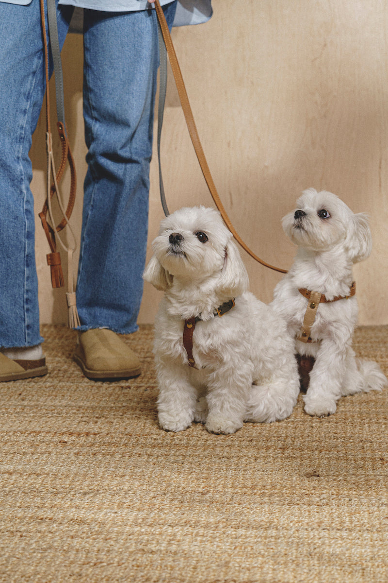 Harness Pony-Walkony ginger+beige