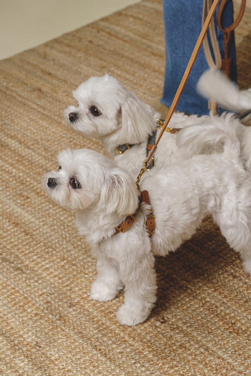 Walk kit: Walkony leash + collar beige-ginger