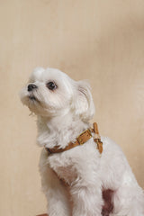 Walk kit: Walkony leash + harness beige-ginger