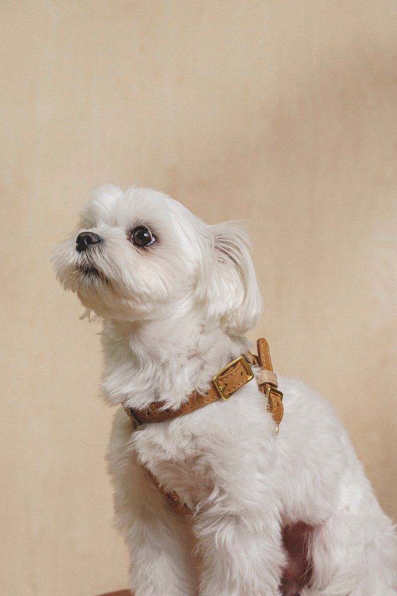 Walk kit: Walkony leash + harness beige-ginger