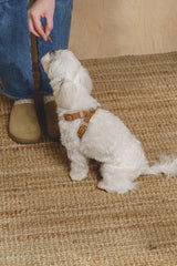 Walk kit: Walkony leash + harness beige-ginger