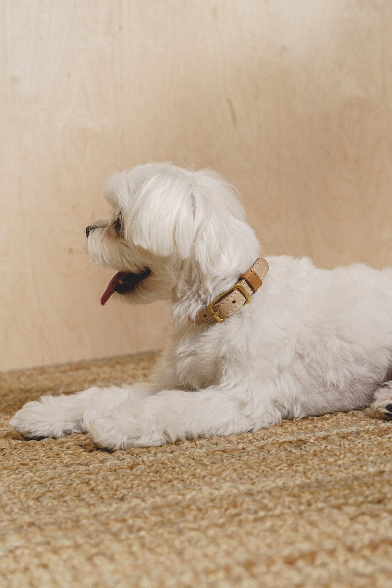 Walk kit: Walkony leash + collar beige-ginger