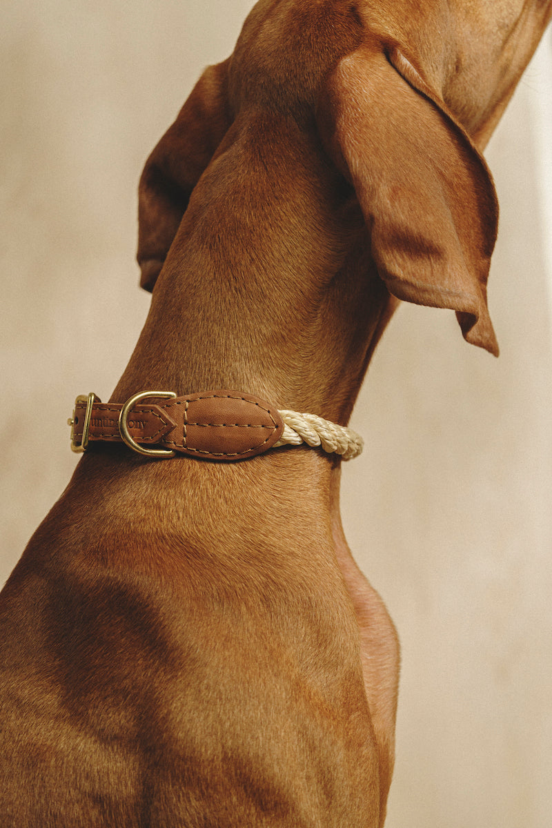 Walk kit: Country leash + collar ginger