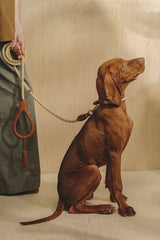 Walk kit: Country leash + collar ginger