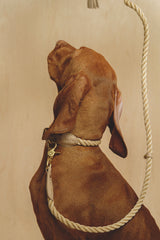 Dog collar country Pony Beige, synthetic rope