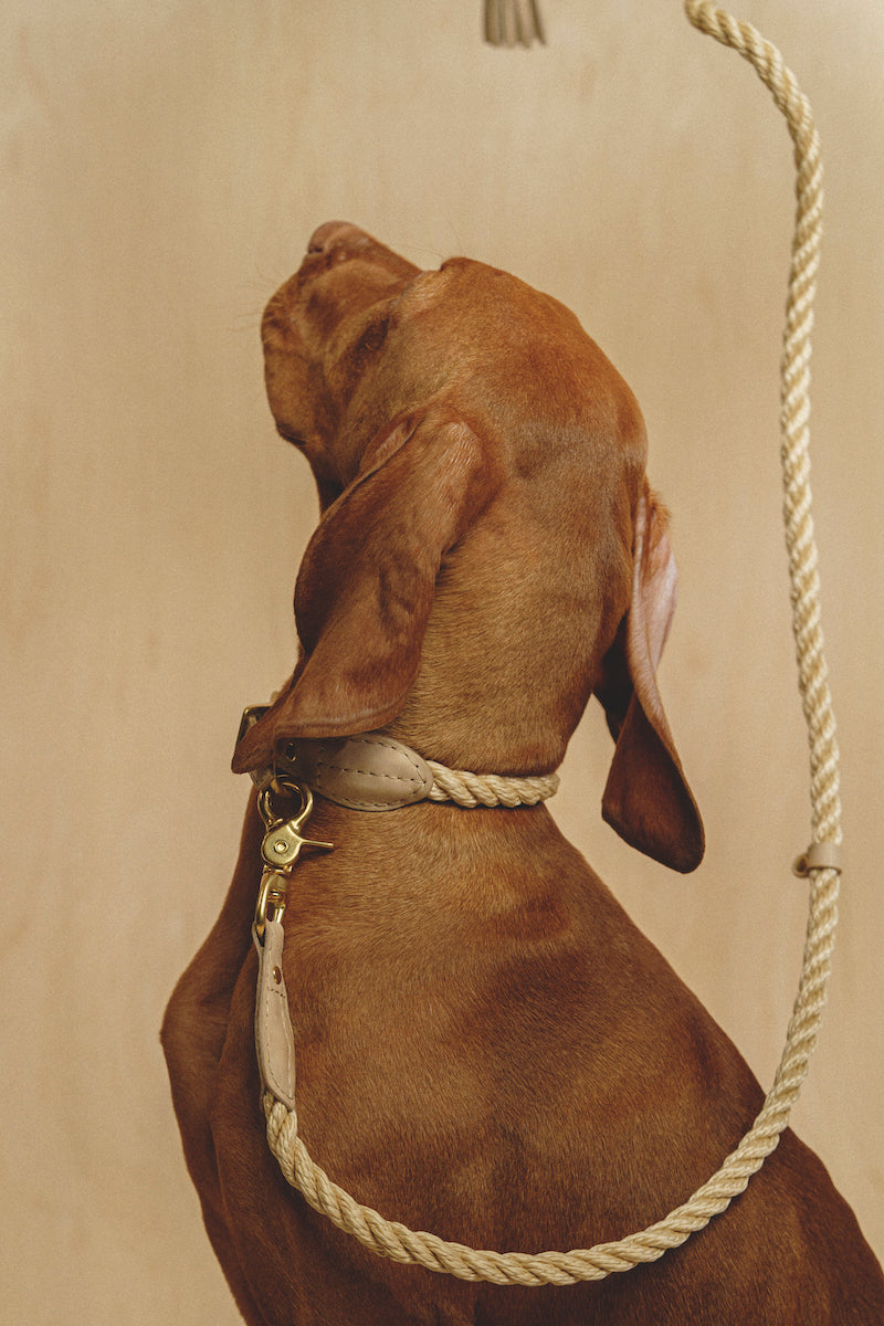 Dog collar country Pony Beige, synthetic rope