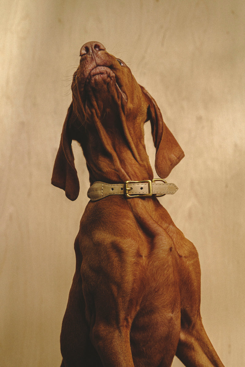 Dog collar country Pony Beige, synthetic rope