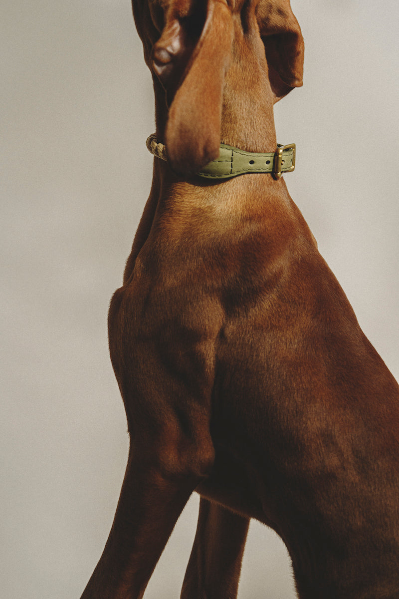 Walk kit: Country leash + collar green