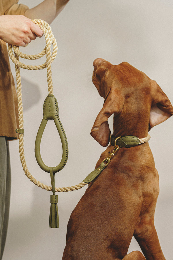 Walk kit: Country leash + collar green