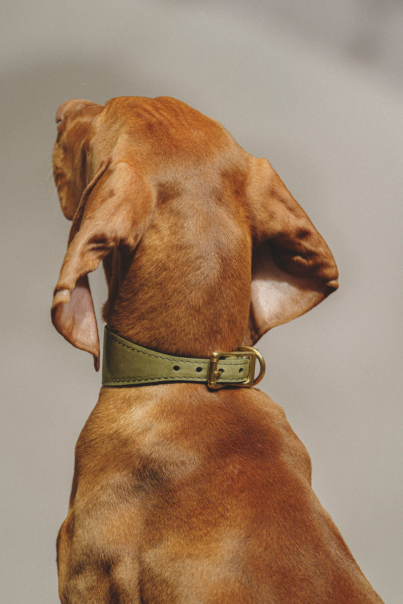 Dog collar Herring Green