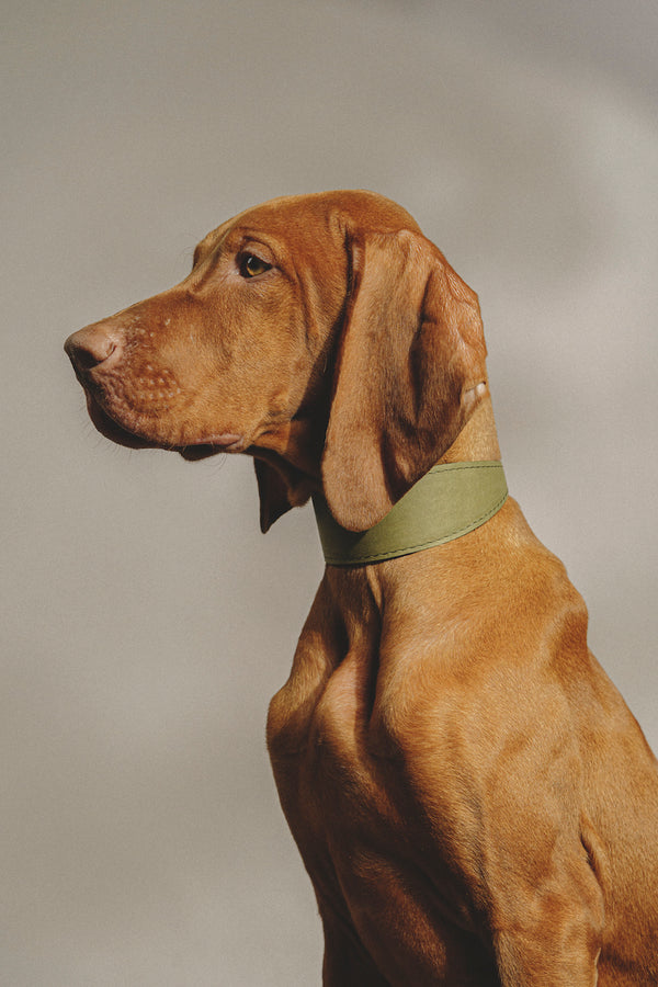 Dog collar Herring Green