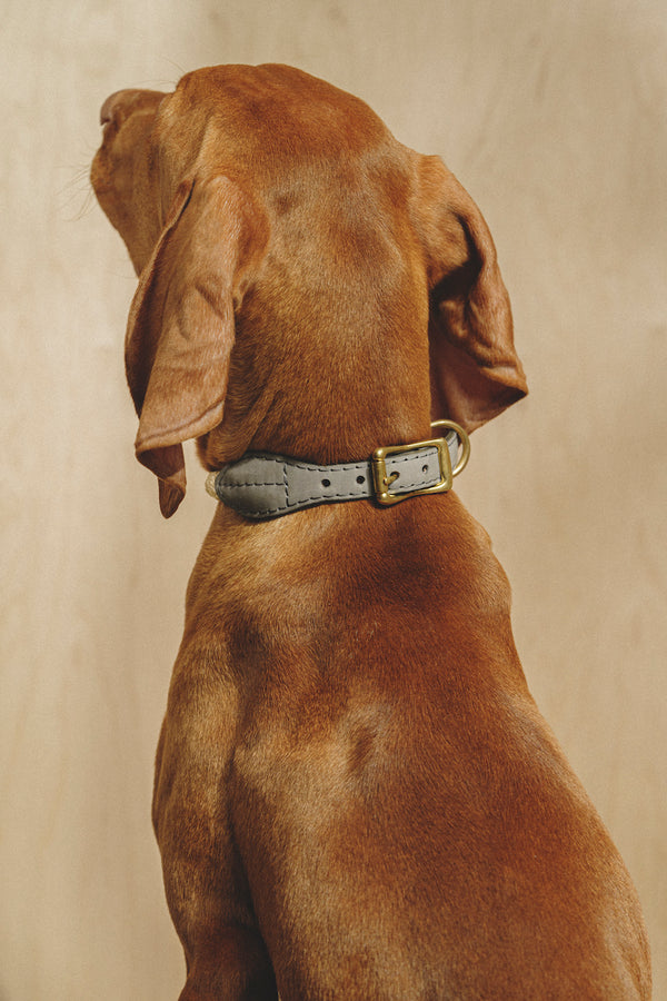 Dog collar country Pony Graphite, synthetic rope