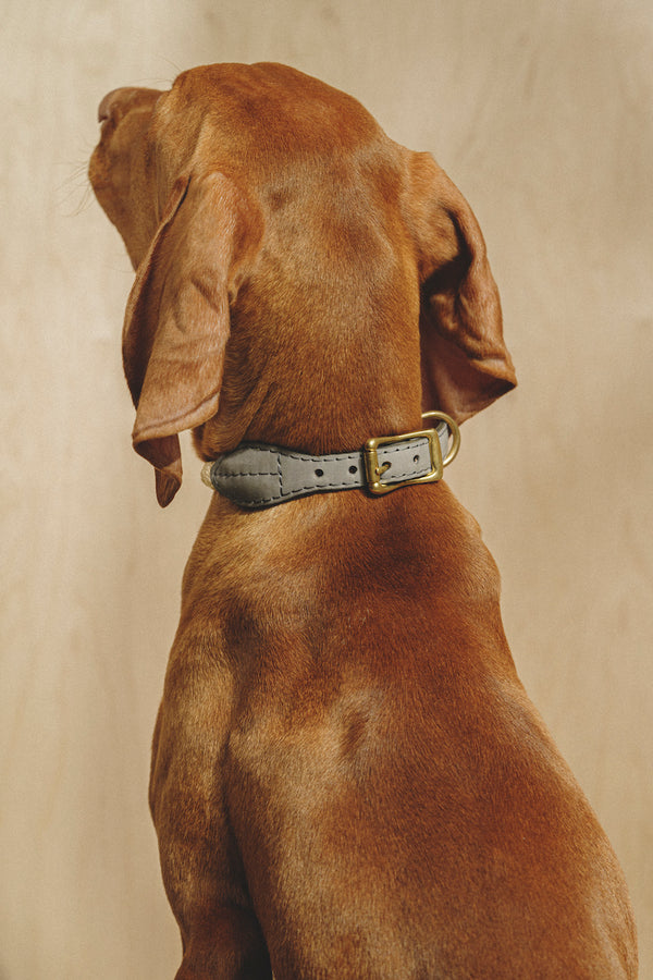 Dog collar country Pony Graphite