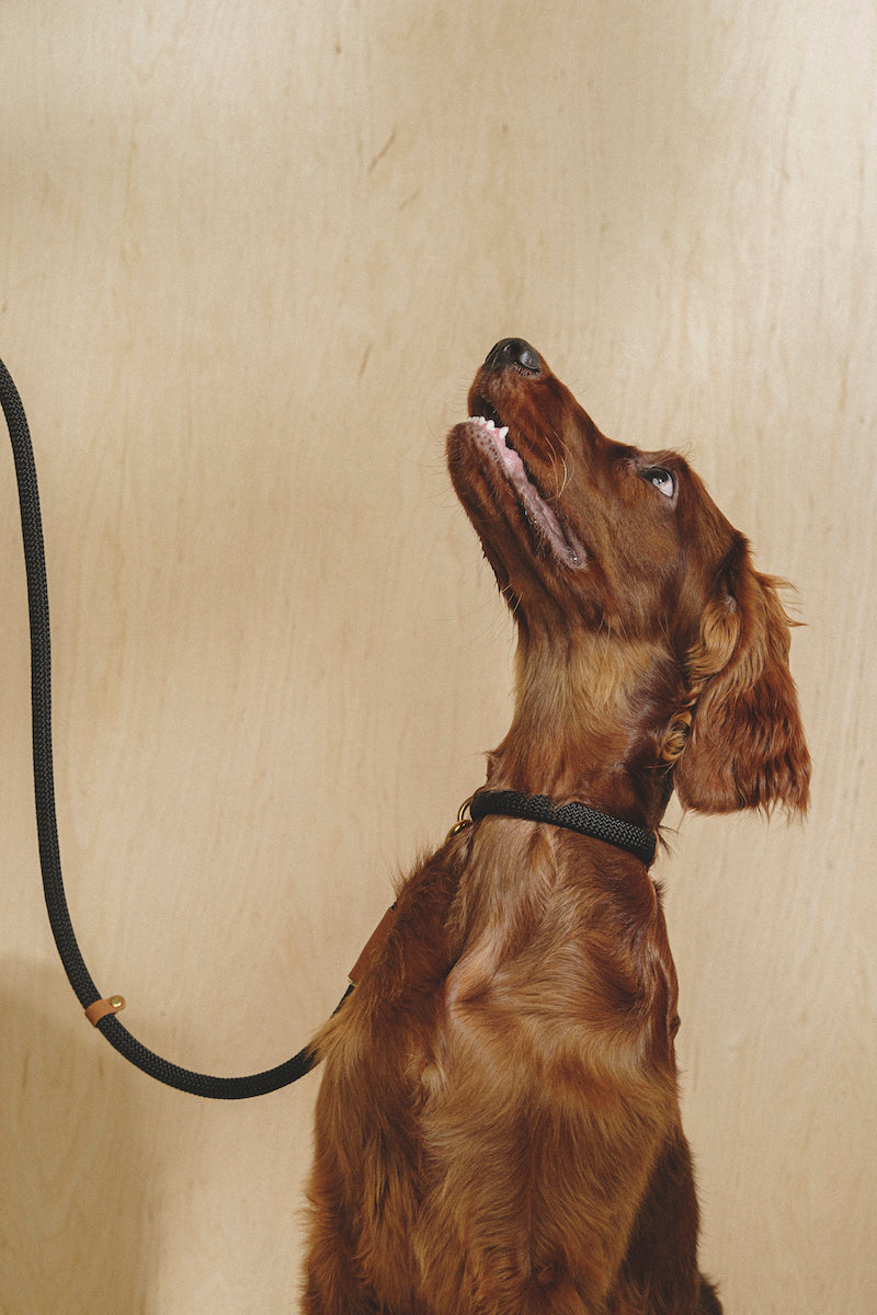 Walk kit: Makarony dark rope leash + collar ginger