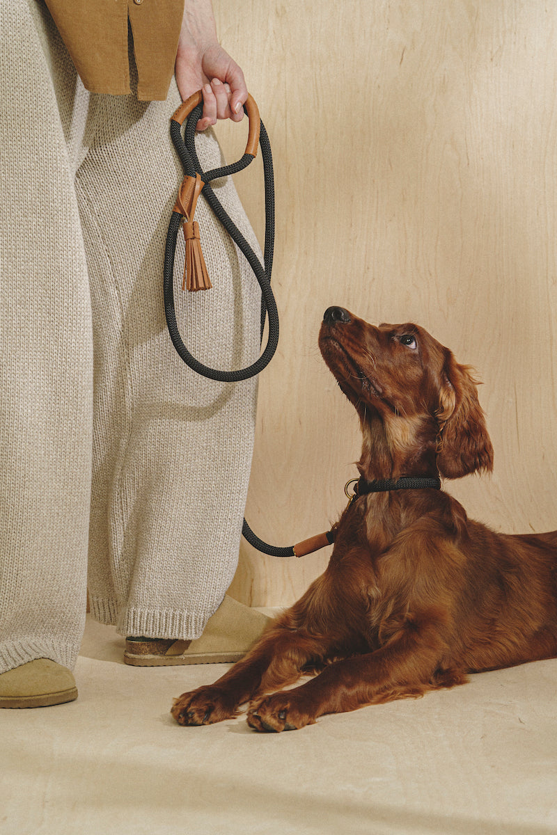 Dog leash Pony makarony Ginger