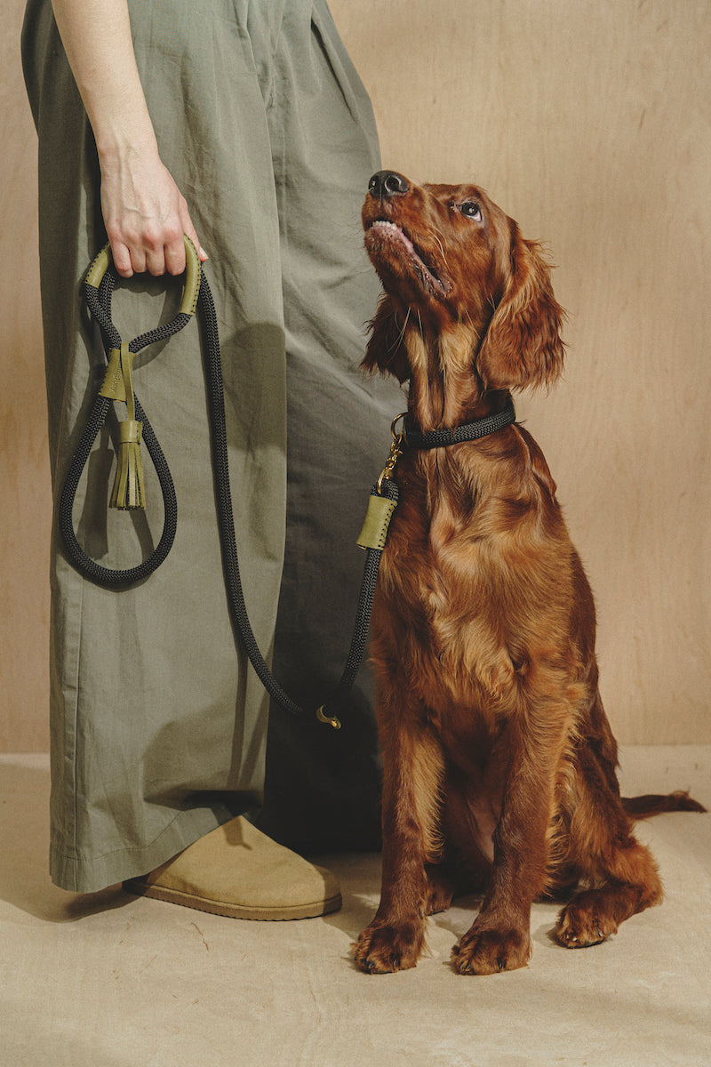 Dog leash Pony makarony Green