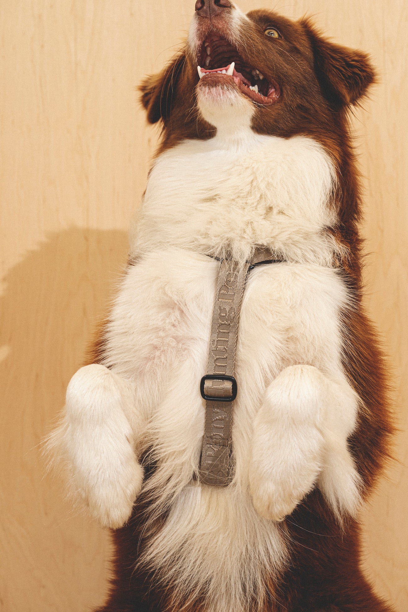 Walk kit: Companiony leash + harness gray