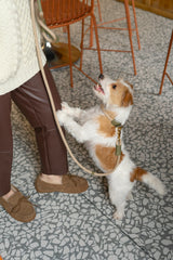 Walk kit: Makarony beige rope leash + collar green