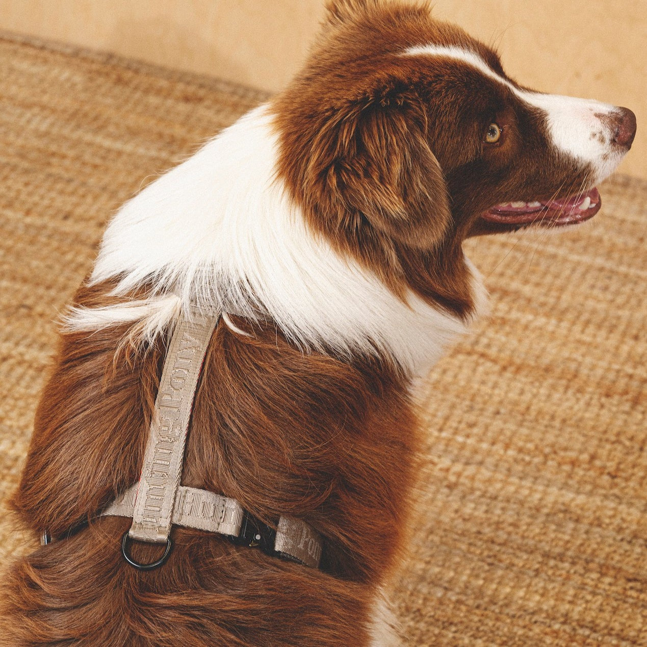 Harness “Pony-Companiony” Gray