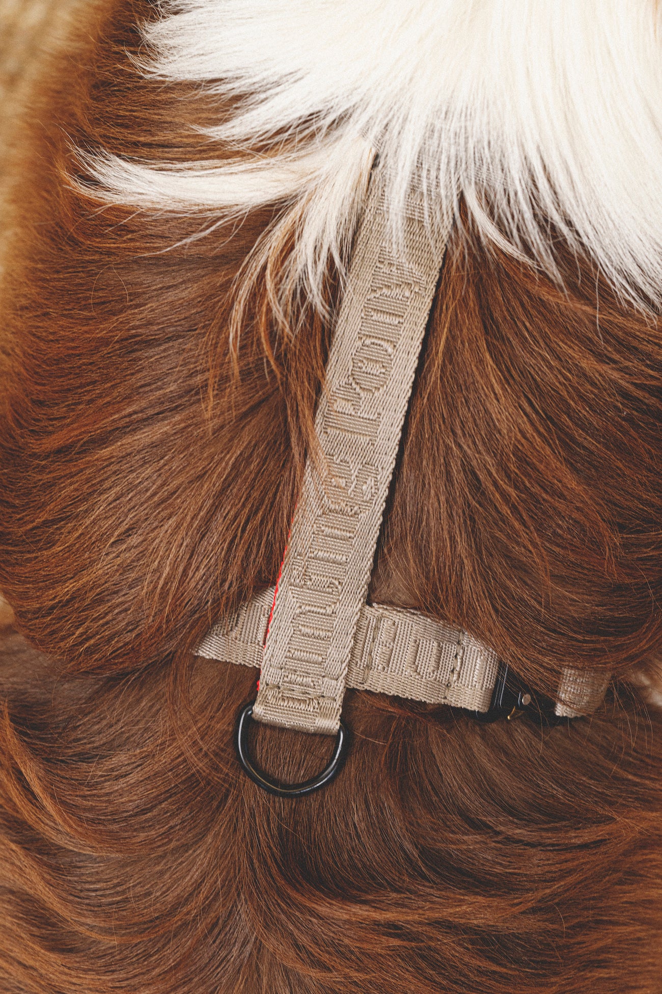 Harness “Pony-Companiony” Gray