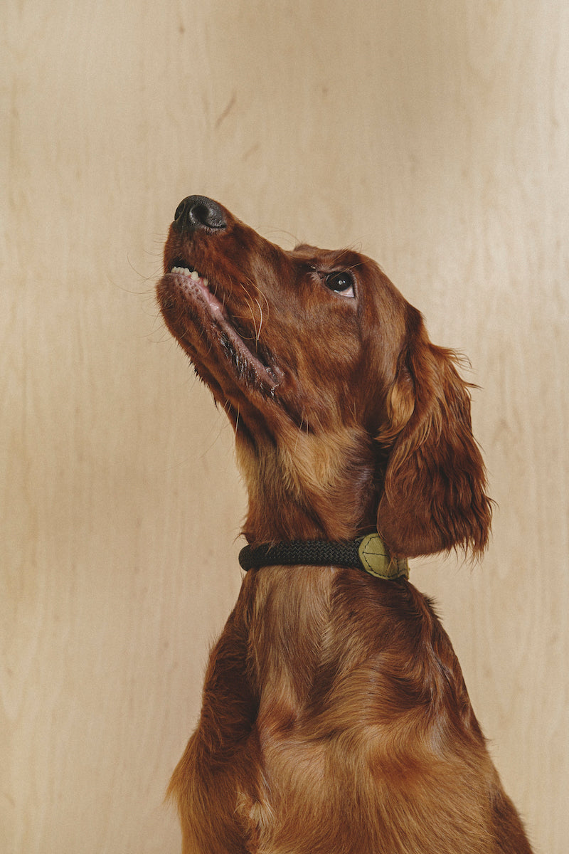 Dog collar Pony makarony Green