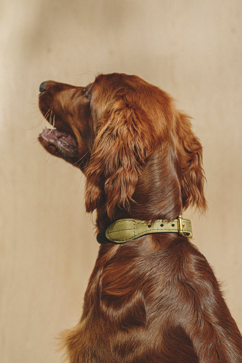 Dog collar Pony makarony Green