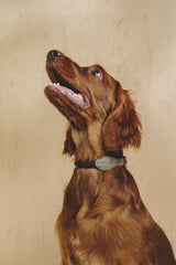 Dog collar Pony makarony Graphite