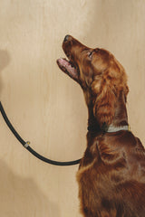 Dog collar Pony makarony Graphite