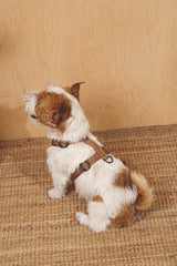 Walk kit: Companiony leash + harness ginger