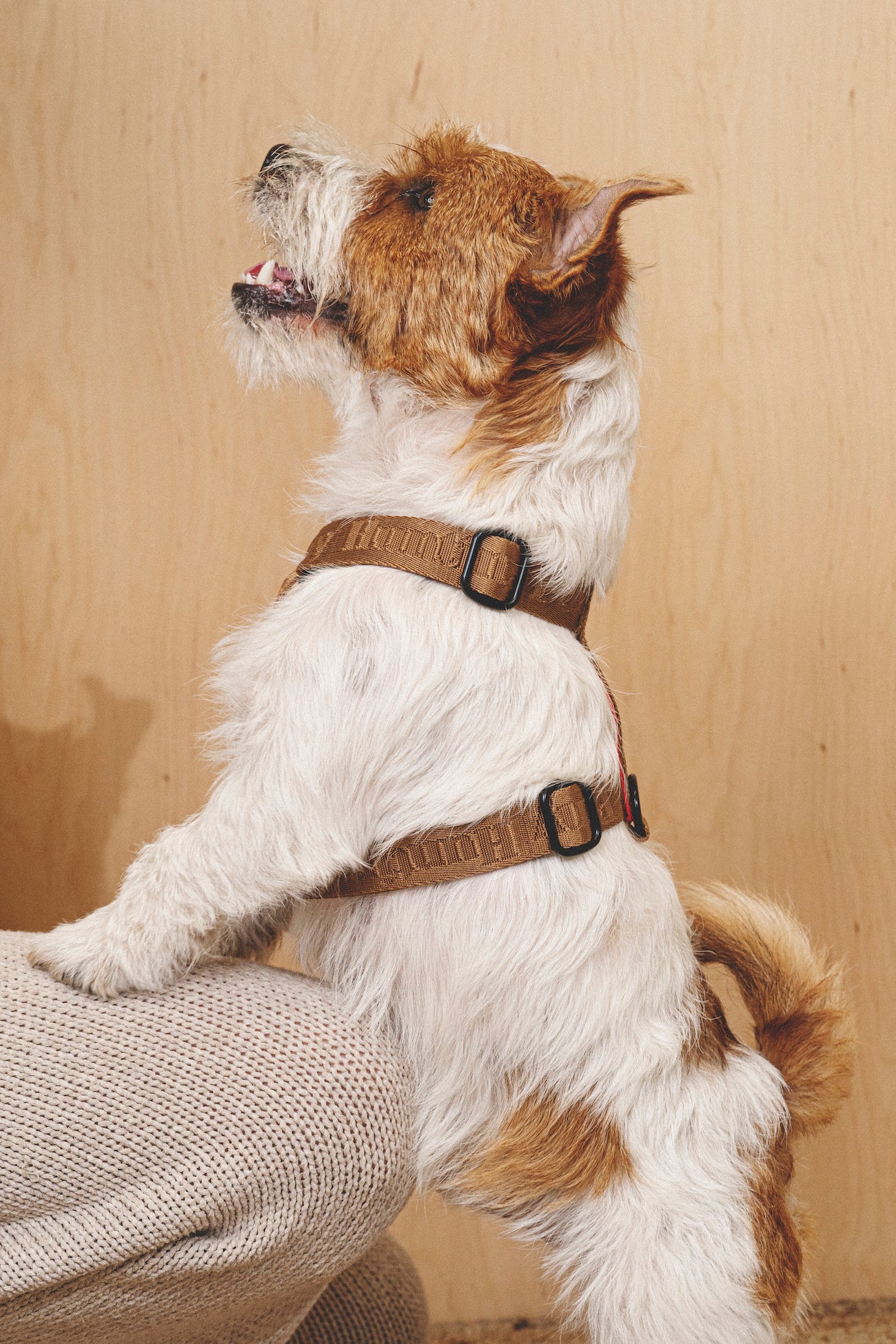 Harness “Pony-Companiony” Ginger