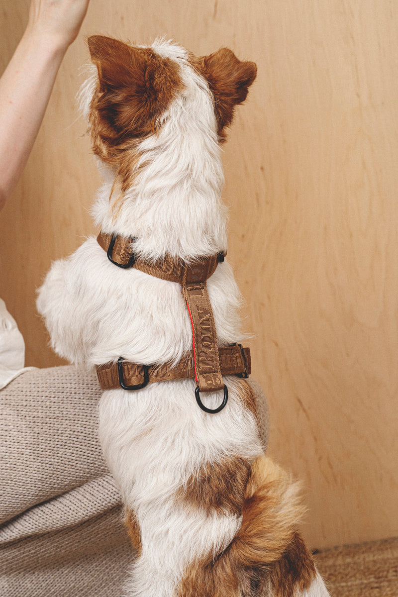 Walk kit: Companiony leash + harness ginger