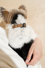 Walk kit: Companiony mini leash + collar ginger