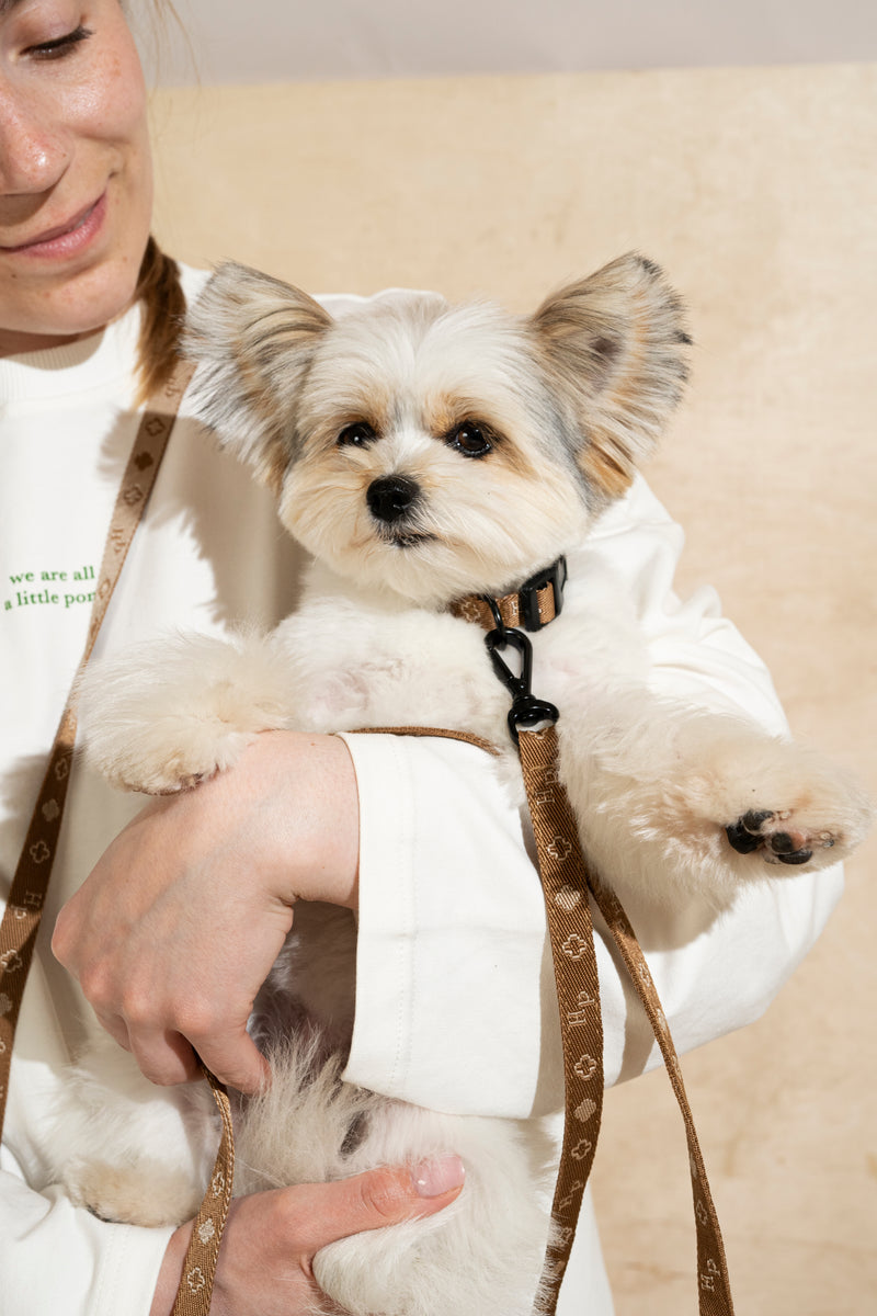 Walk kit: Companiony mini leash + collar ginger