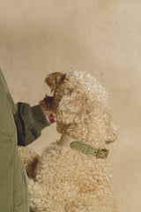 Dog collar Pony knotony Beige&Green