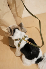 Walk kit: Walkony leash + harness green-beige