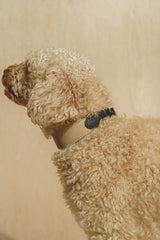 Dog collar Pony knotony Beige&Black