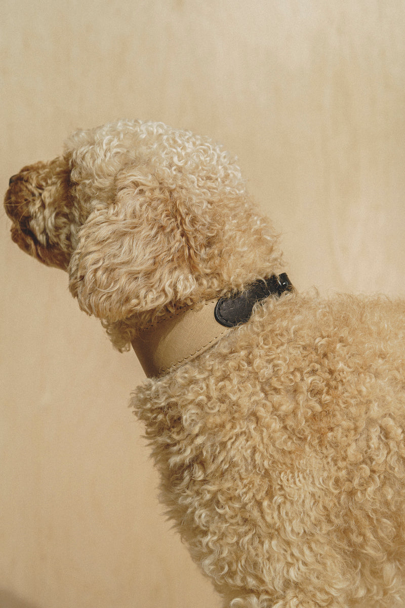 Dog collar Pony knotony Beige&Black