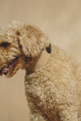 Dog collar Pony knotony Beige&Black